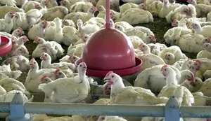 Mortes de gansos e patos em zoológico no RS foram por gripe aviária