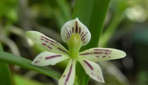 Alagoas ganha novo projeto para estudo científico sobre orquídeas nativas