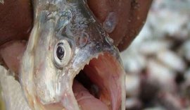 Turistas são atacados por pirambebas durante banho no Rio São Francisco