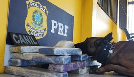 Mais de 12 quilos de maconha são apreendidos em ônibus clandestino