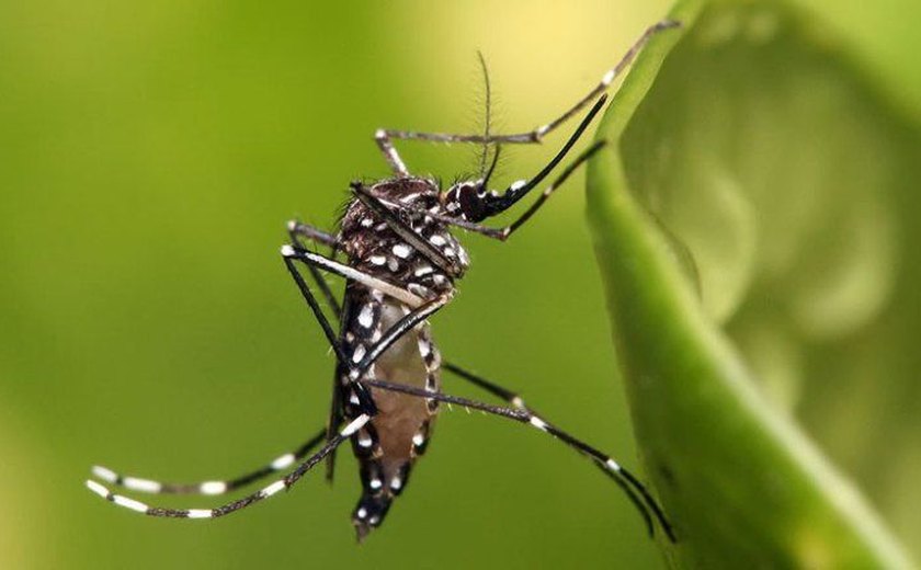 Imunidade adquirida pelo vírus da dengue pode proteger contra zika