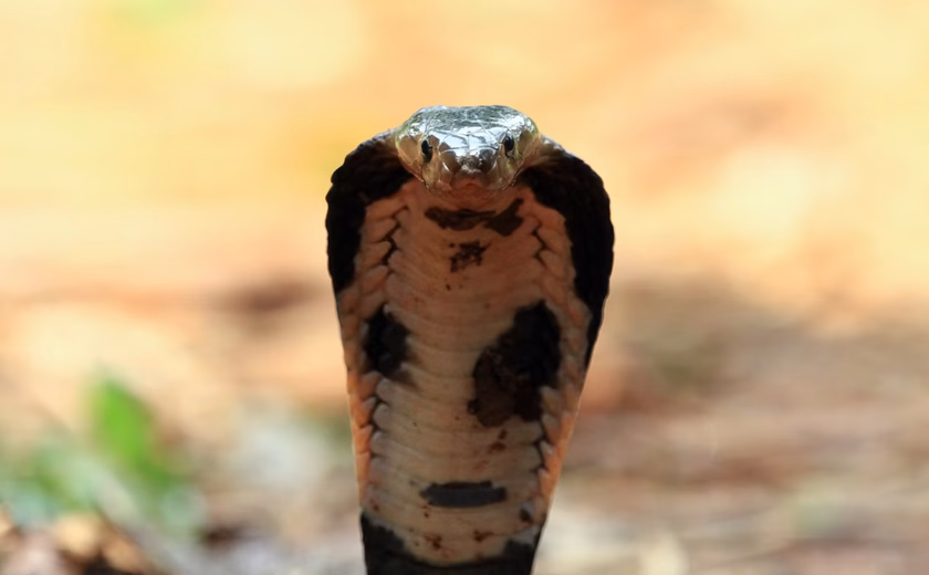 Criança de 2 anos mata cobra venenosa após mordê-la na cabeça
