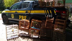 Agentes da PRF prendem 9 pessoas por crime ambiental, uso de drogas e por dirigir sem CNH