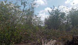 Desmatamento em Alagoas afeta vida local; organizações propõem soluções para eleições
