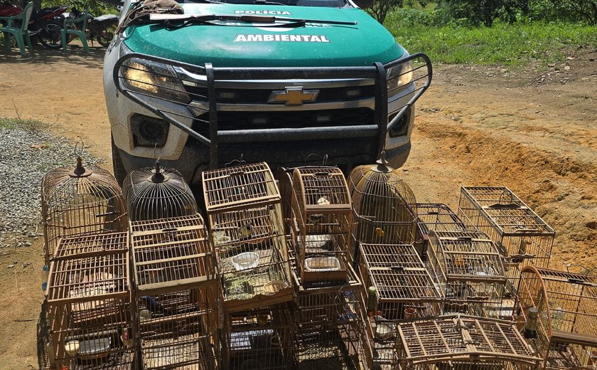 PM apreende espingardas e resgata pássaros silvestres em Flexeiras