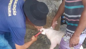 Sinfeagro classifica intervenção do MAPA no Programa Estadual de Sanidade Suína da ADEAL como 'atitude clandestina'