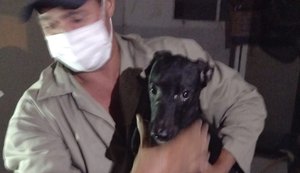 Oito cachorros em situação de maus-tratos são resgatados de apartamento
