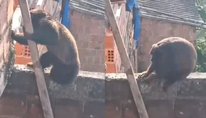 Macaco bugio é flagrado em telhado de casa no Povoado Lindóia, em Satuba