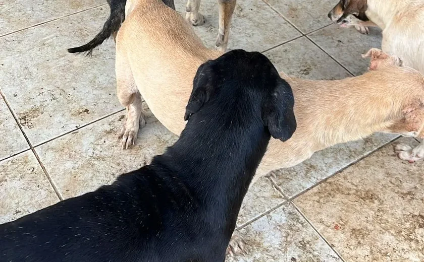 Mais de 100 casos de maus-tratos a animais em Maceió