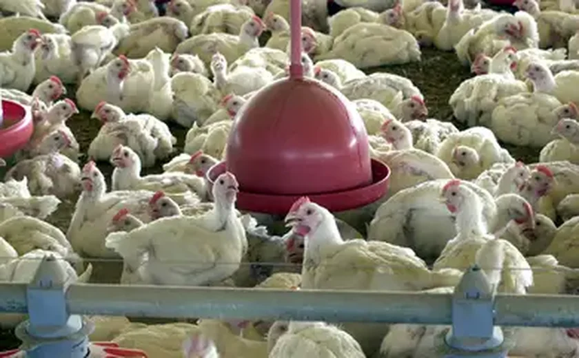 Mortes de gansos e patos em zoológico no RS foram por gripe aviária