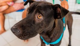 Secdef promove Feira de Adoção de Animais na Ponta Verde