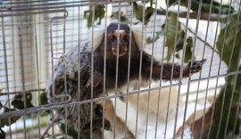 Número de saguis eletrocutados encaminhados ao Cetas dobra