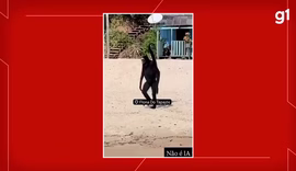 Macaco-Aranha é flagrado passeando na praia e interagindo com visitantes em embarcação na Flona do Tapajós