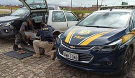Forças de Segurança encontram 9 kg de pasta base de cocaína em São Miguel dos Campos