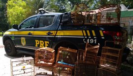 Agentes da PRF prendem 9 pessoas por crime ambiental, uso de drogas e por dirigir sem CNH