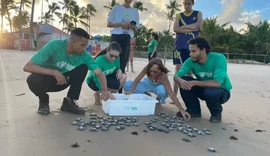 Mais de 80 filhotes de tartaruga-oliva são soltos na Praia de Guaxuma, em Maceió