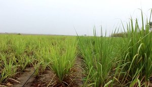 Motorista de aplicativo é sequestrado, assaltado e deixado dentro de canavial
