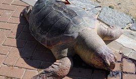 Tartaruga é encontrada morta por populares na Praia de Ponta Verde