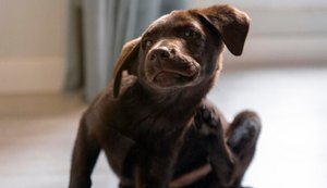 Dermatite atópica canina: impactos no conforto e na saúde do seu pet