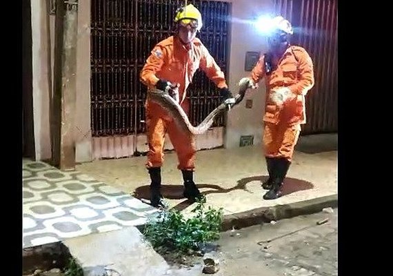 Mais uma cobra é capturada no município de Maragogi