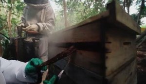 Pesquisa investiga uso da Própolis Vermelha na inibição do câncer bucal