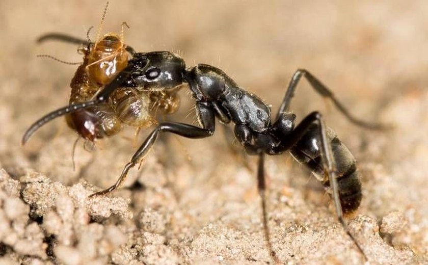 'Formigas paramédicas' evacuam guerreiras feridas, mostra estudo