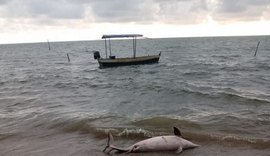 Dois golfinhos são encontrados mortos em praias do Litoral Norte