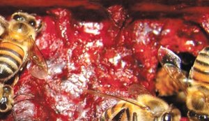 Própolis vermelha: tesouro da biodiversidade alagoana
