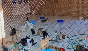 Projeto Miau realiza rifa para custear aluguel do espaço e manter funcionando