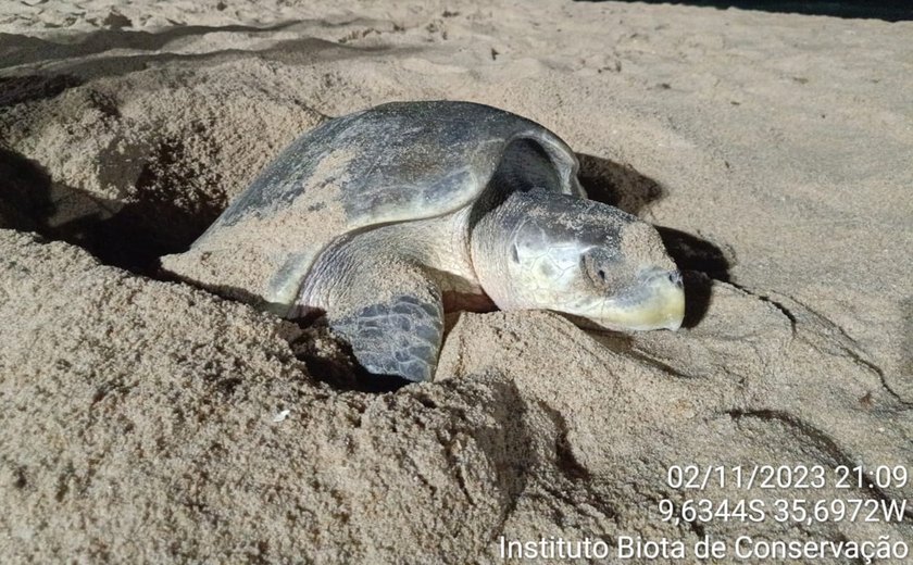 Biota registra desova de tartaruga-oliva em Praia de Cruz das Almas