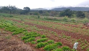 Programa de Aquisição de Alimentos beneficiará 1. 875 agricultores familiares