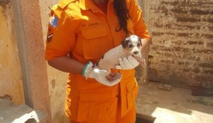 Filhote de cachorro cai em cacimba e é resgatado em Arapiraca