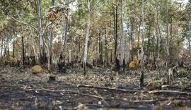 Ano de 2025 é quinto com maior área atingida por queimadas até agosto