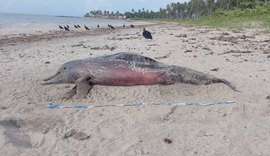 Golfinho é encontrado morto na faixa de areia da Praia da Barra de Santo Antônio