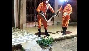 Mais uma cobra é capturada no município de Maragogi