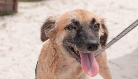 Feira de adoção de cães e gatos será realizada neste sábado (12)