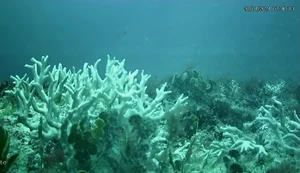 Edital do BNDES destina R$ 43 milhões para proteção de ilhas oceânicas