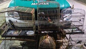 “Pinheiro tem mais de mil animais abandonados”