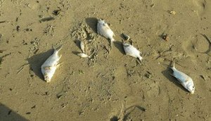 Mortandade de peixes pode ter sido causada por falta de oxigênio, diz IMA