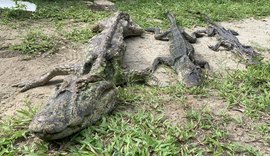 Equipes do IMA/AL e BPA flagram maus tratos a jacarés-de-papo-amarelo em Maceió