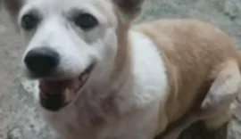 Cadela morre após água da chuva invadir casa no Vale do Reginaldo, em Maceió