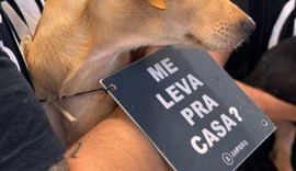 Animais resgatados buscam um novo lar em evento de adoção na Galeria Sam´s Club Maceió
