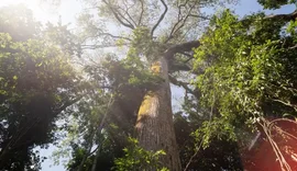 Árvores gigantes da Amazônia podem ajudar cientistas
