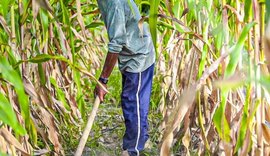 Agricultores pedem boa safra a São José
