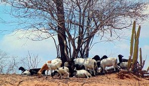 Alto Sertão é responsável por 30% da criação de cabras em Alagoas