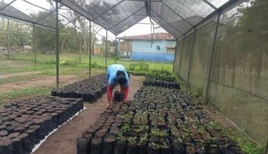 Vítimas do coronavírus serão homenageadas com plantio de árvores