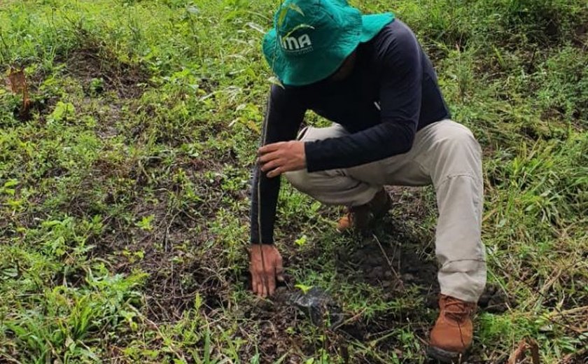Junho Verde: projeto apoiado pela Equatorial incentiva plantio de árvores em Alagoas