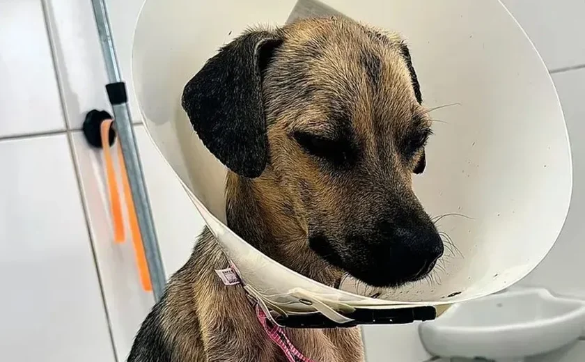 Cadela encontrada doente sob carro em Maceió se recupera de câncer e ganha nova vida