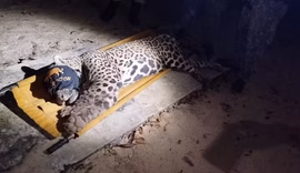 Onça-pintada é capturada em pesqueiro onde homem foi atacado e morto no Pantanal
