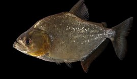 Banhista é atacado por peixe carnívoro em Pão de Açúcar